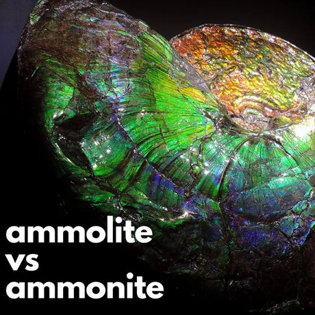 Ammolite vs Ammonite | What's the Difference?