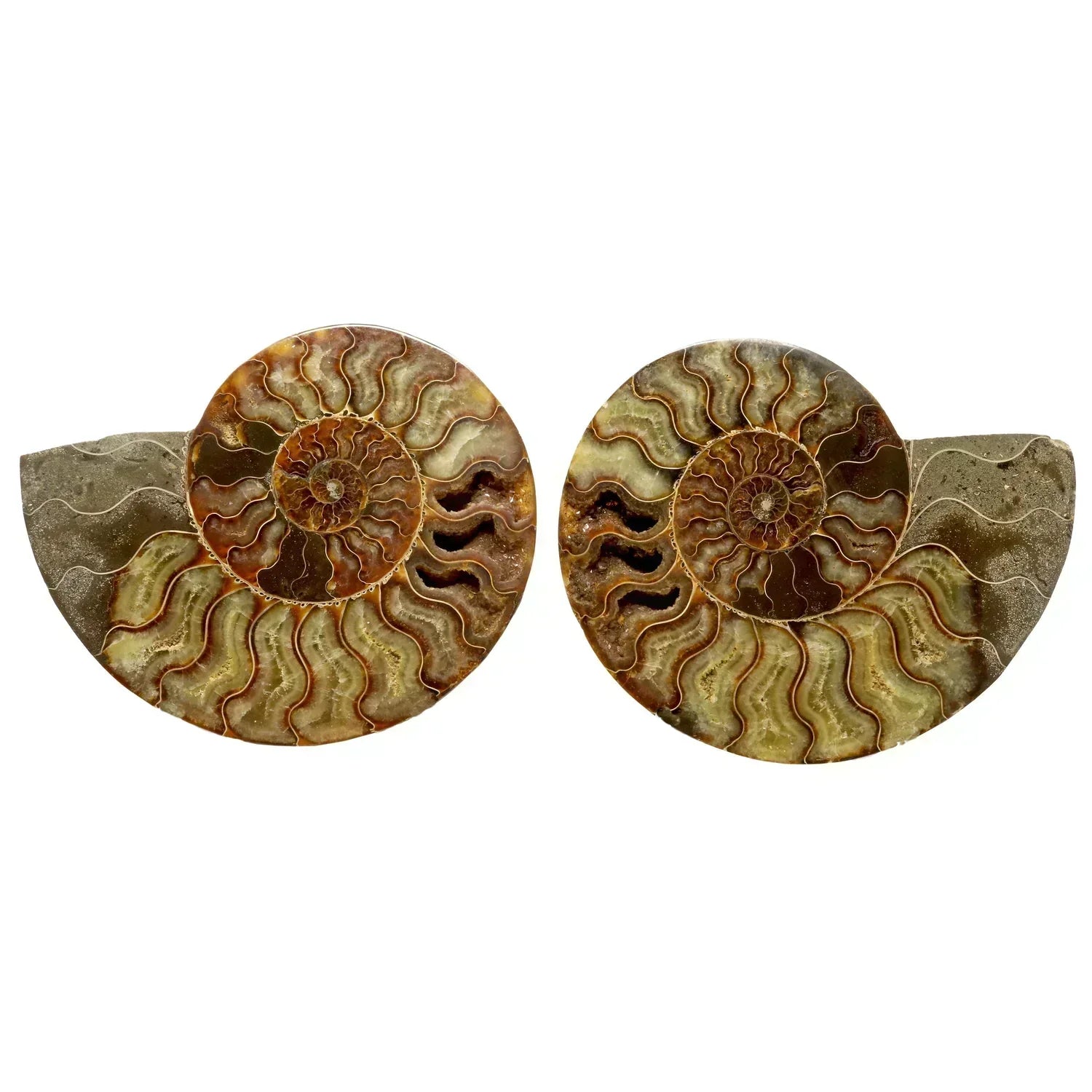 A pair of ammonite fossils