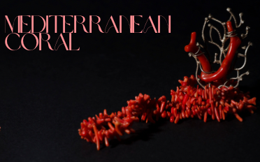 mediterranean coral information
