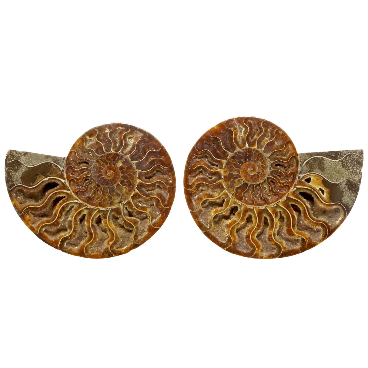 Ammonite Fossil Pair in Lucite Stands