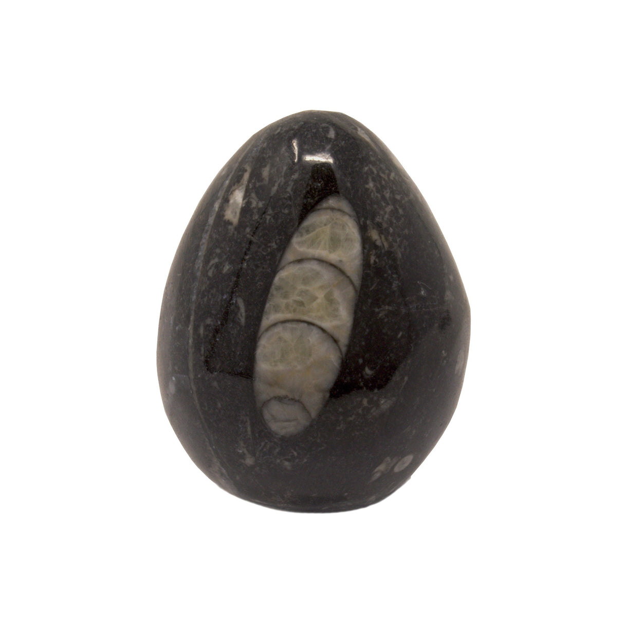 Orthoceras Egg -Small
