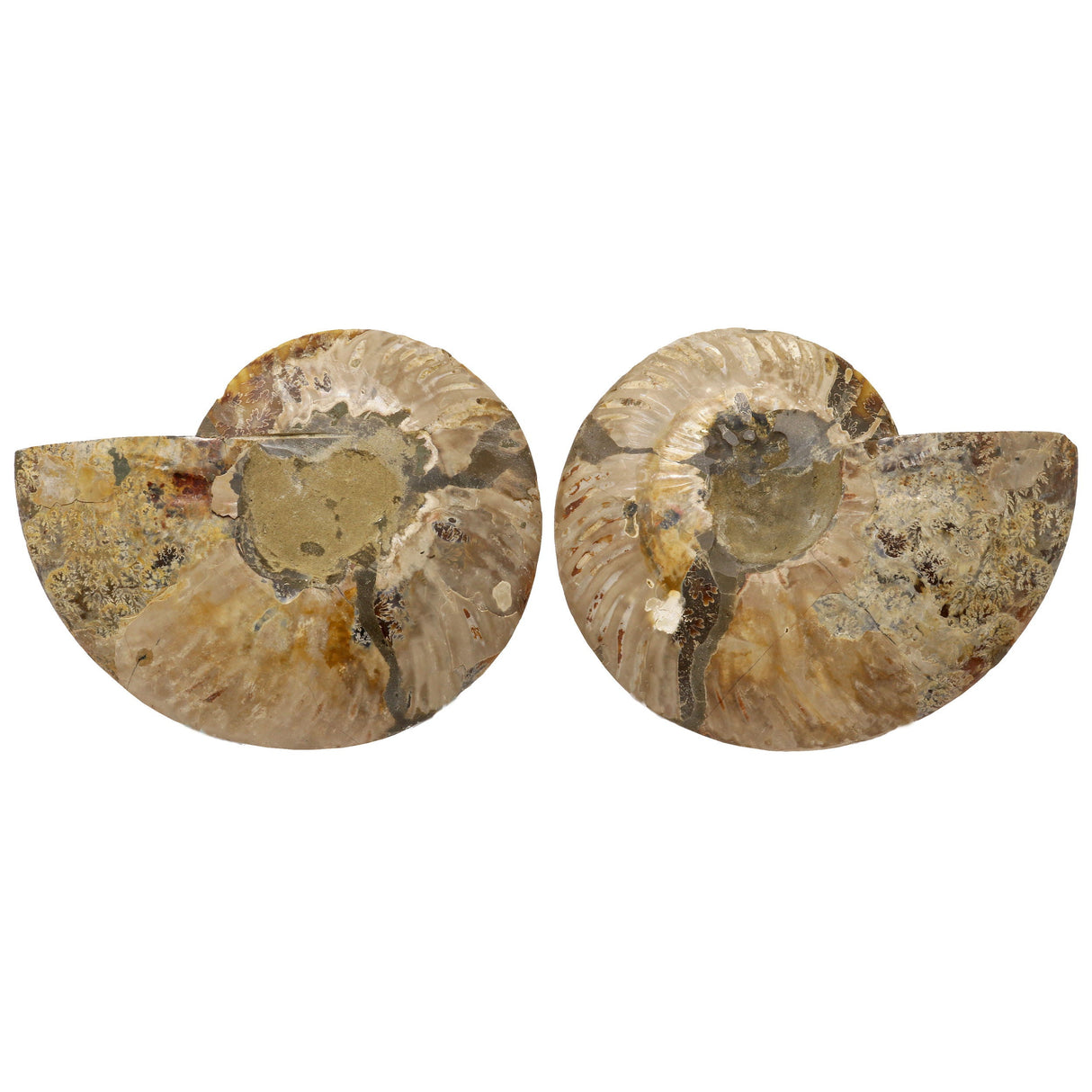 Ammonite Fossil Pair in Lucite Stands