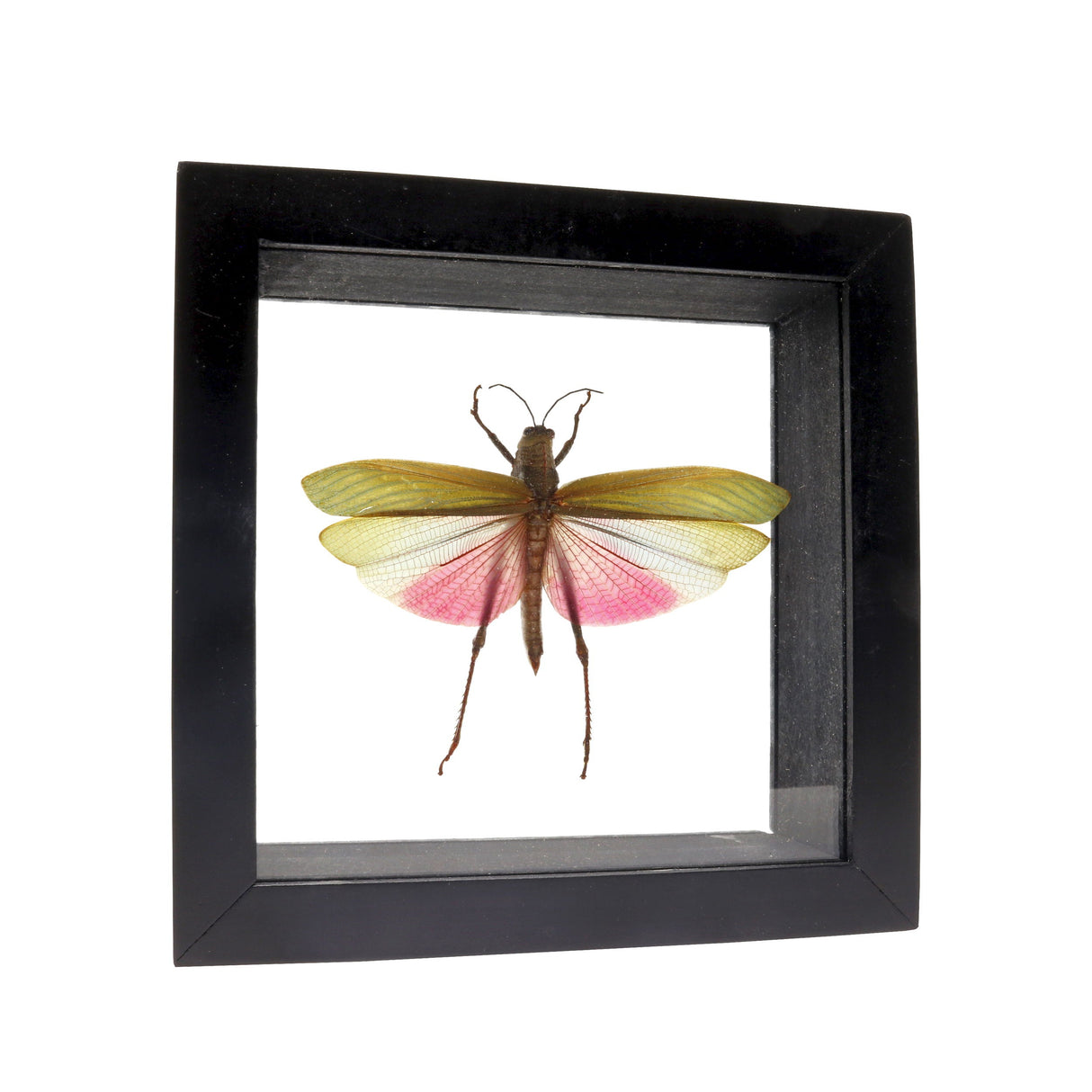 Small Grasshopper with Red & Purple Wings in Frame