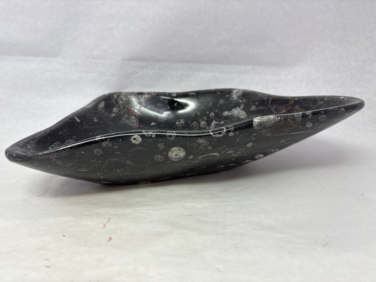 Orthoceras Fossil Bowl in Black Seabed - Freeform Triangle