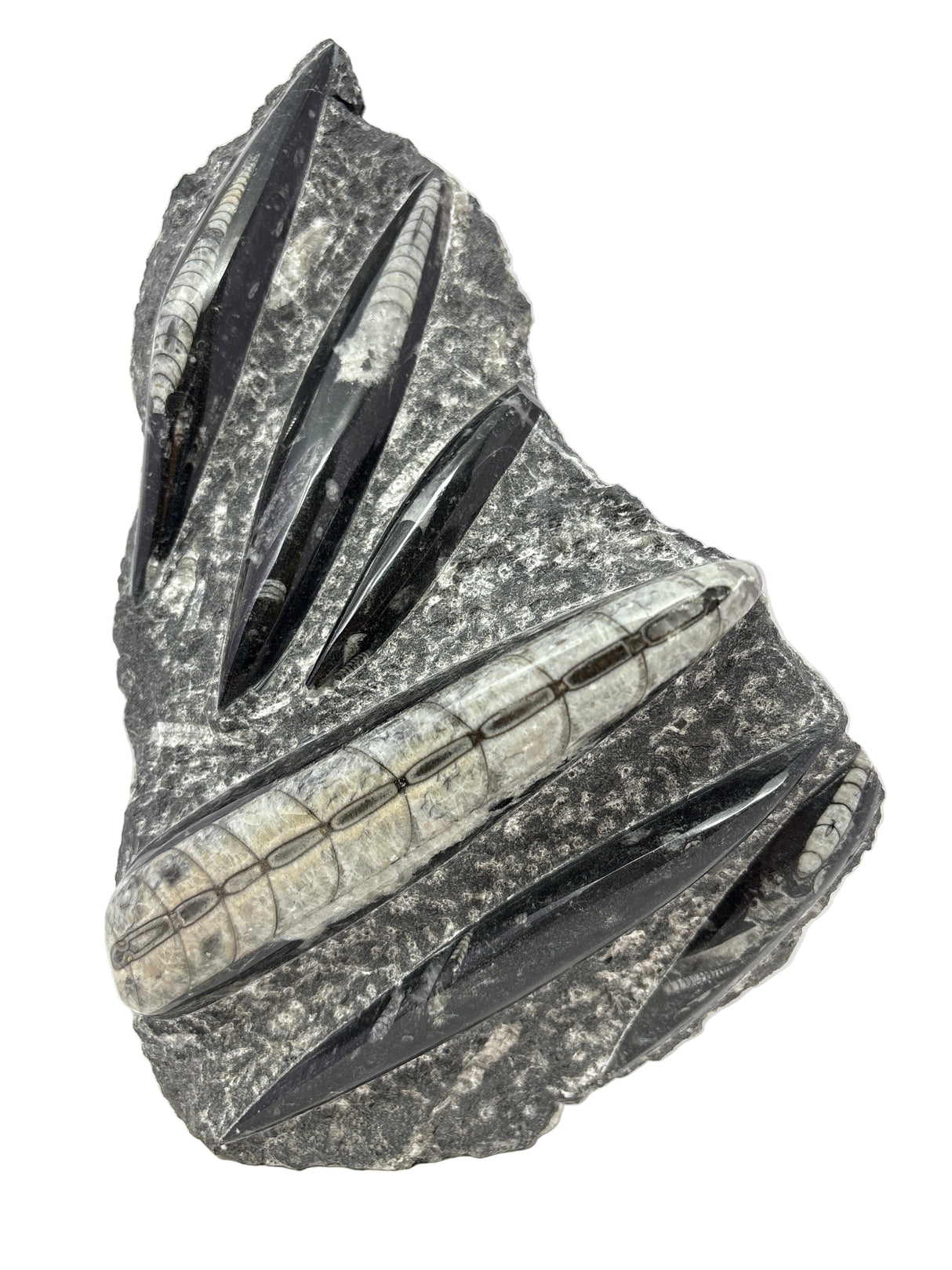 Orthoceras Fossil Plaque with Self-Standing Base