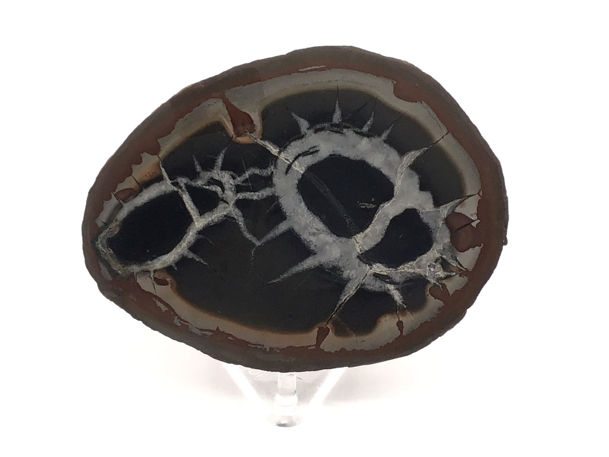 Septarian Nodule Slice on Lucite Stand