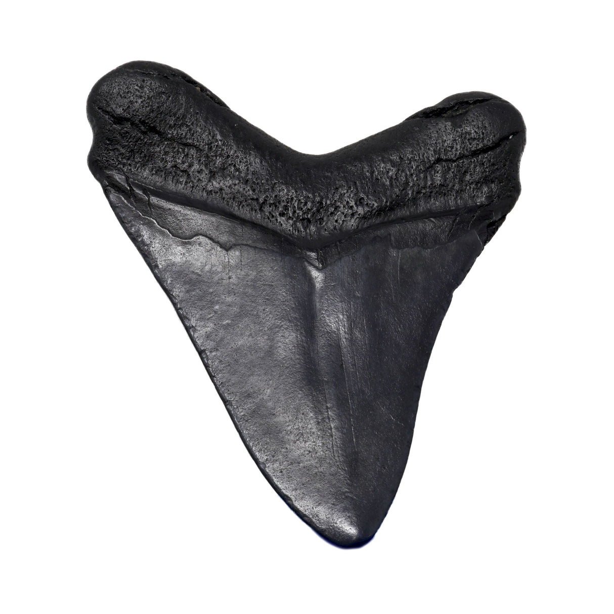 Megalodon Shark Tooth A+ (Medium) from South Carolina