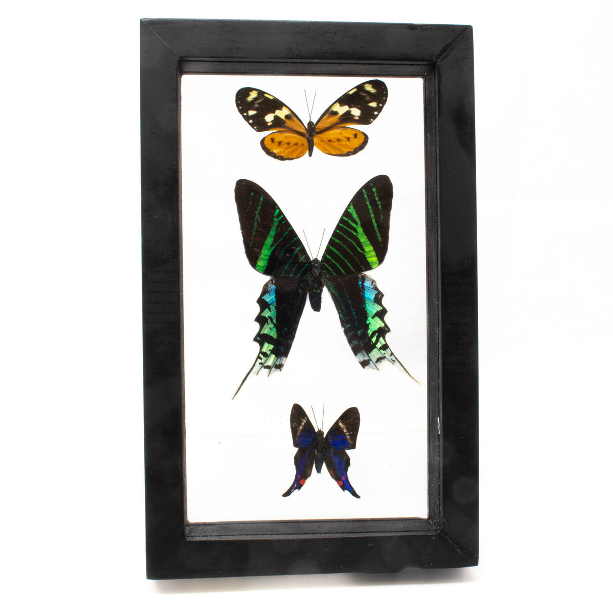 Butterfly Frame 3 Count Variety from Peru