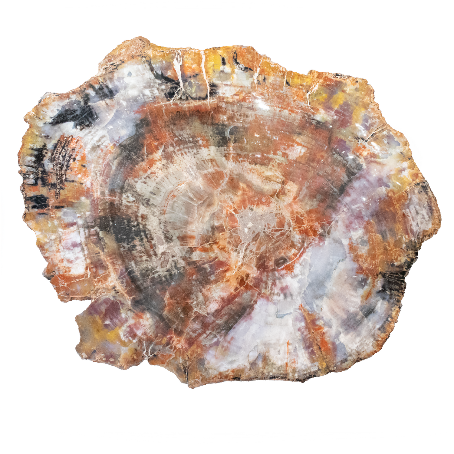 View of Arizona Rainbow Petrified Wood Slice with Gray Starburst