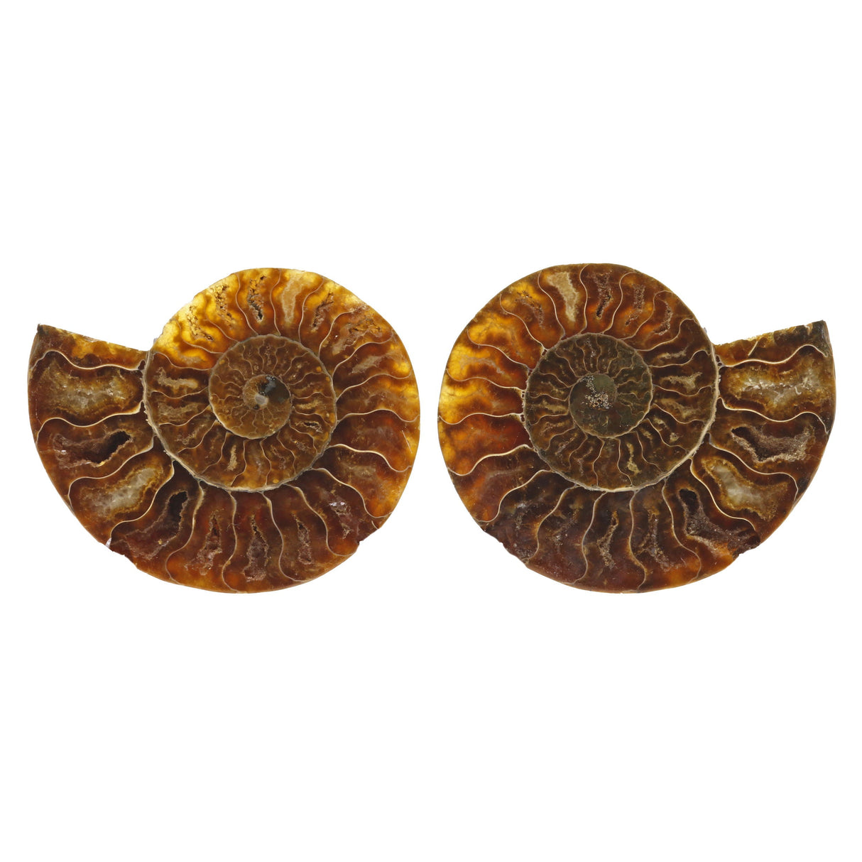 Ammonite Fossil Pair in Lucite Stands - Druze Pockets