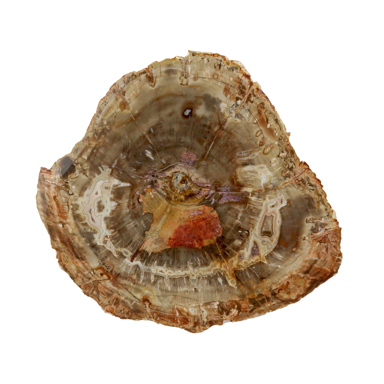 Madagascar Petrified Wood Slice - Palm Size