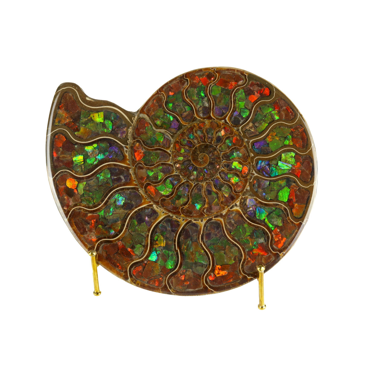 Ammonite Fossil Half Inlaid with Ammolite Gemstone