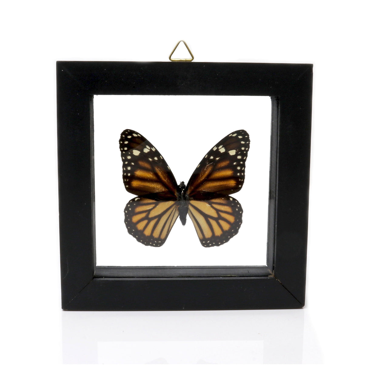 Monarch Butterfly Frame