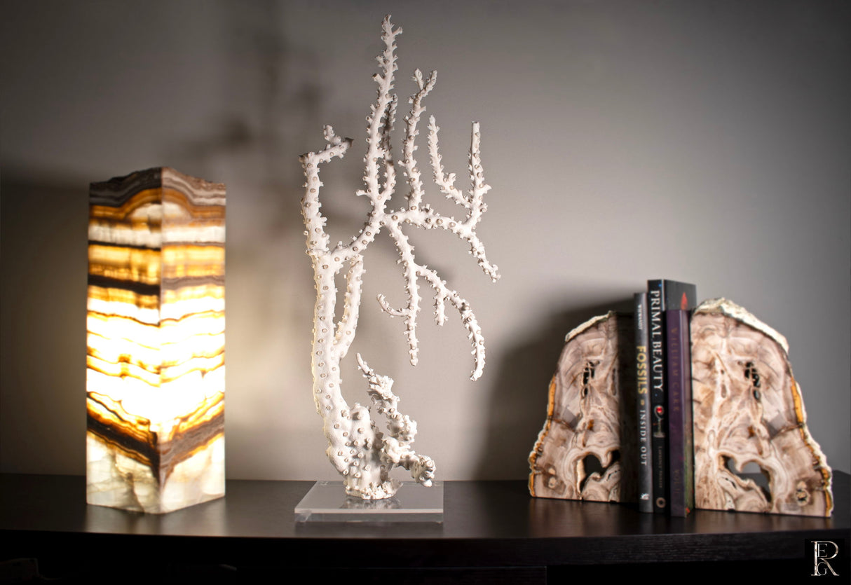View of California Octopus Coral Affixed on Lucite Base