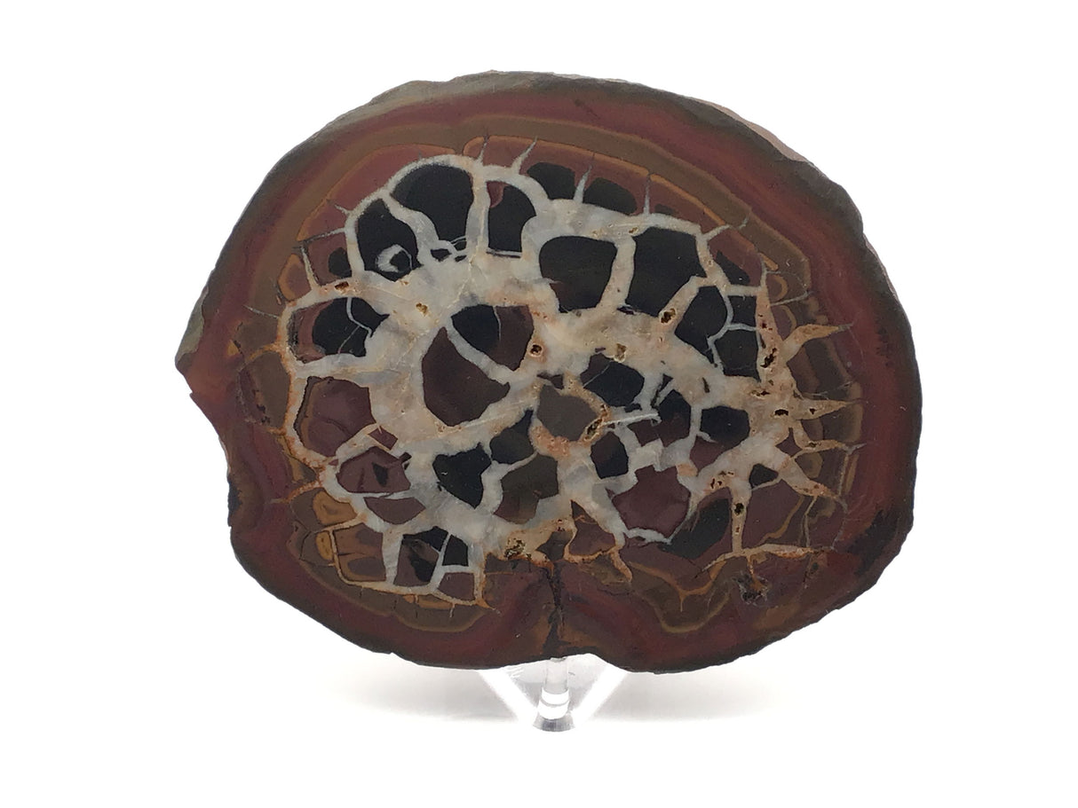 Septarian Nodule Slice on Lucite Stand