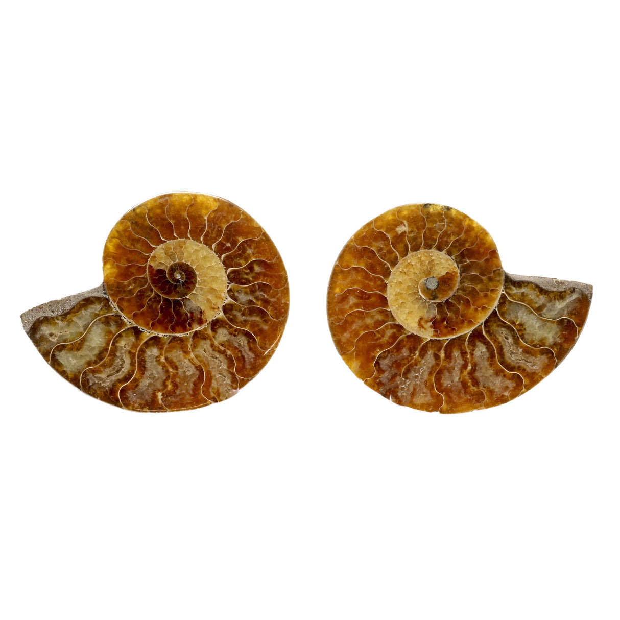 Ammonite Fossil Pair - Small Medium in Lucite Stands