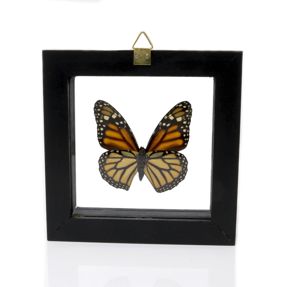 Monarch Butterfly Frame