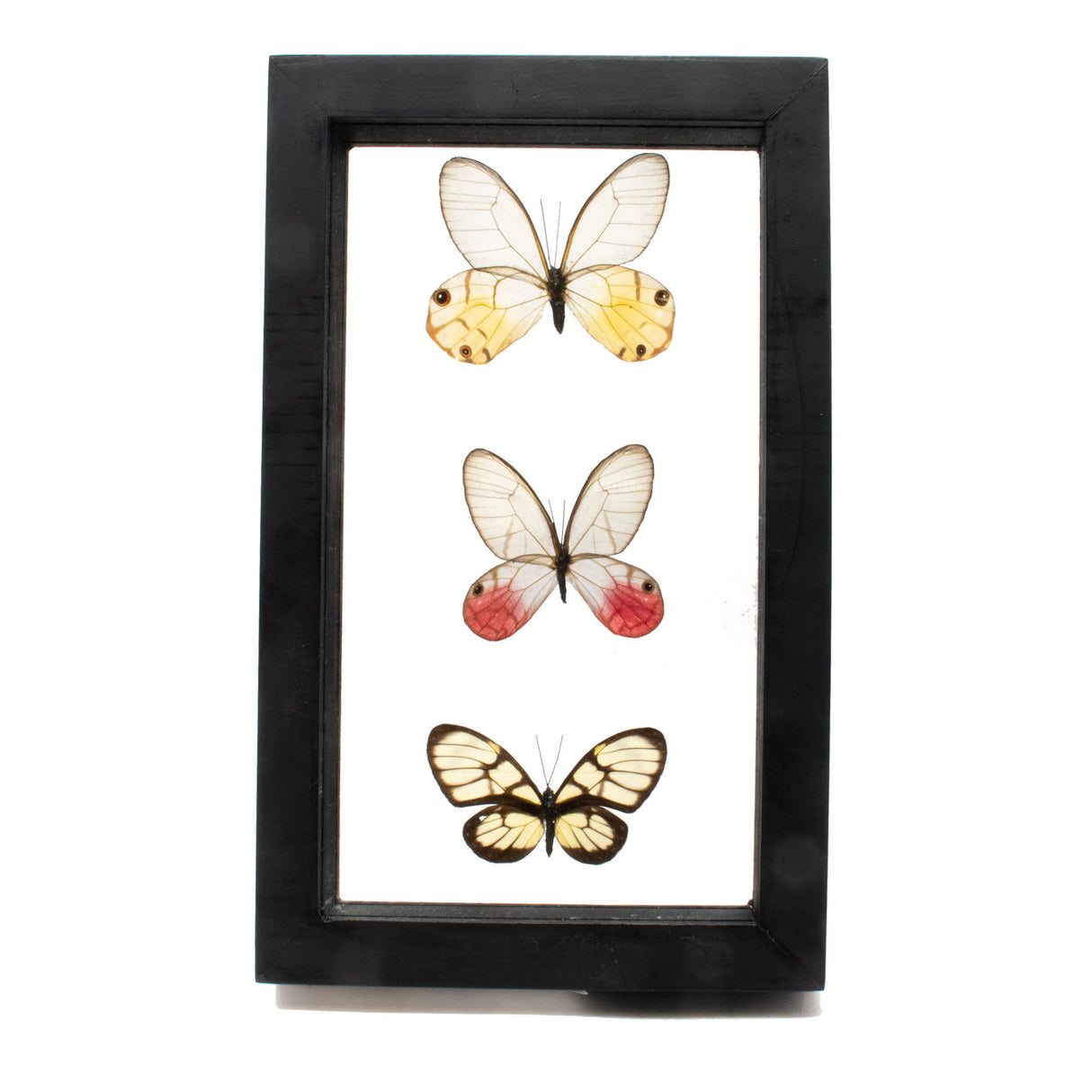 Butterfly Frame 3 Count Variety from Peru with Glass Wings