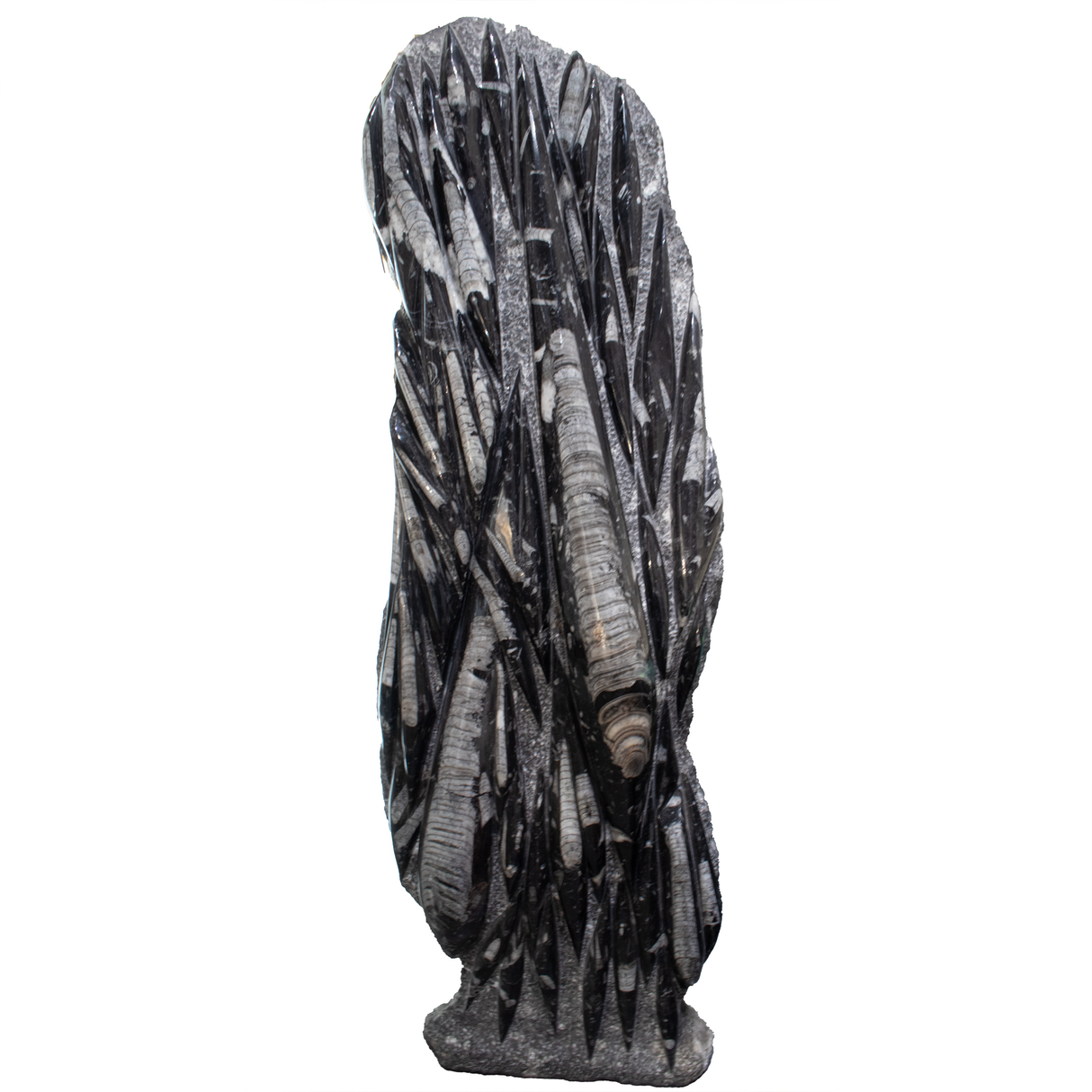 View of Orthoceras Fossil Sculpture - Plaque Self-Standing Floor Height