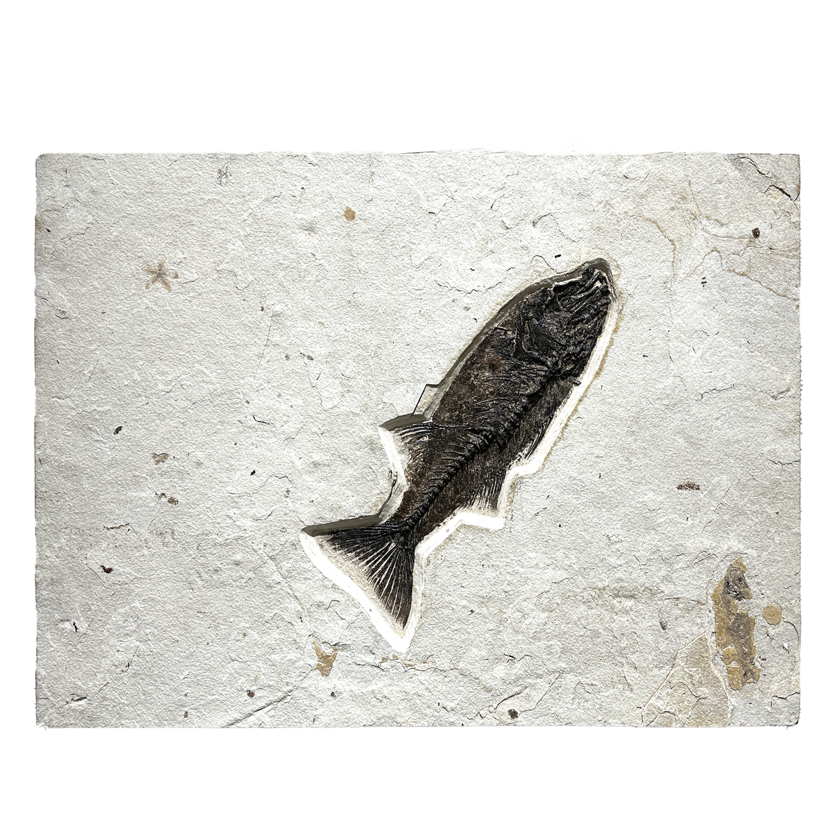 View of Green River Wyoming Fish Tile - Mioplosus Labrac