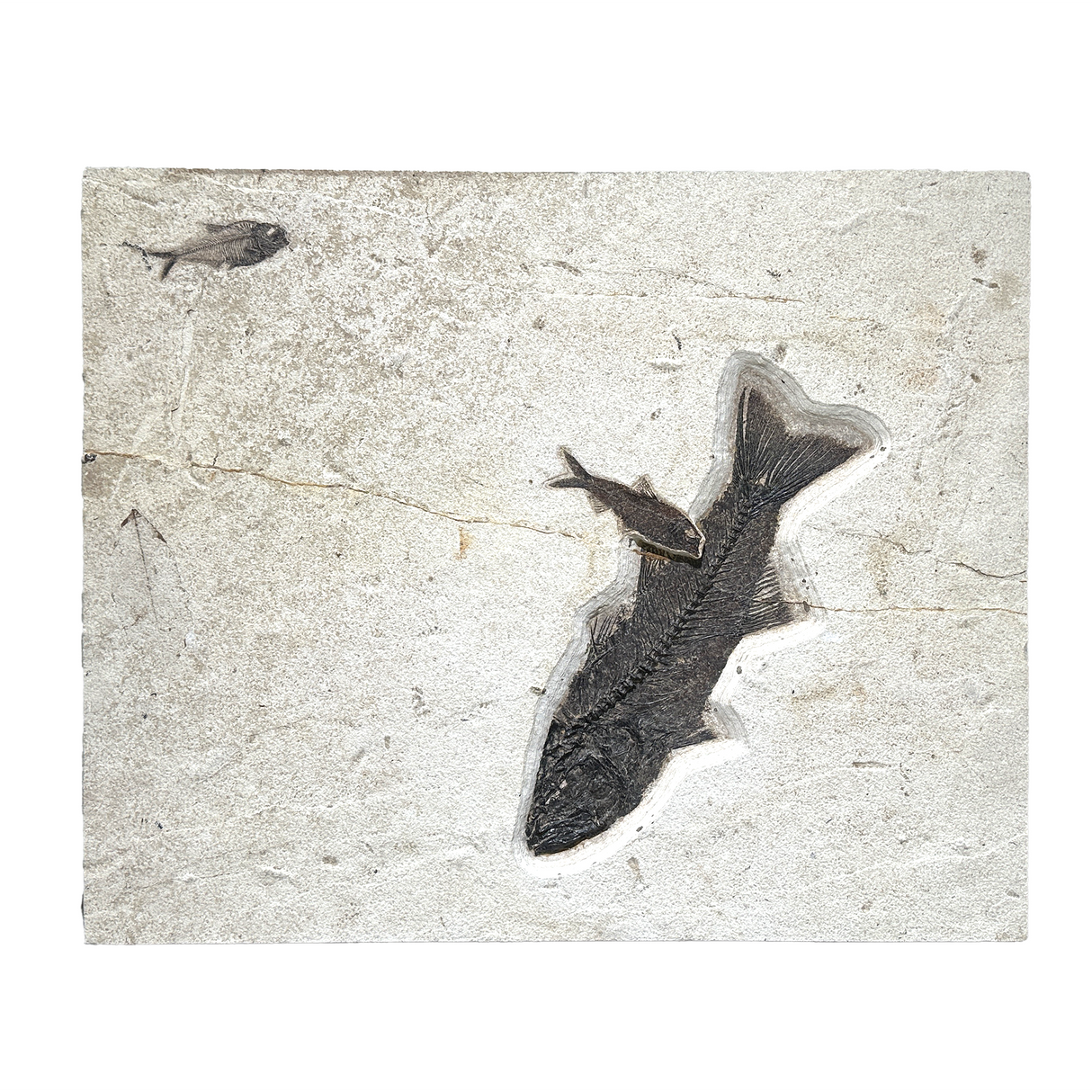 View of Green River Wyoming Fish Tile - Mioplosus & Knightia