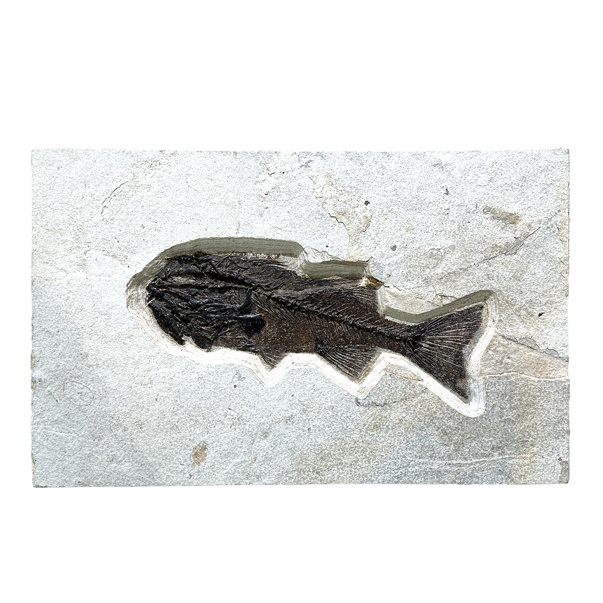 View of Green River Wyoming Fish Tile ~50 Million Years Old (21 inches across)