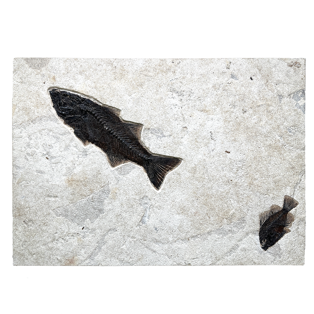 View of Wyoming Fish Fossil Panel - Mioplosus & Knightia