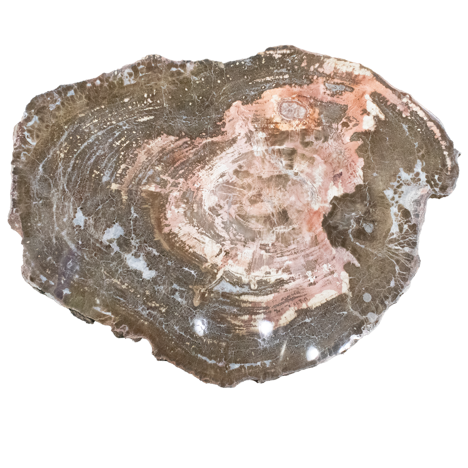 Arizona Petrified Wood Slice - Rare Pink & Browns Schilderia Wood