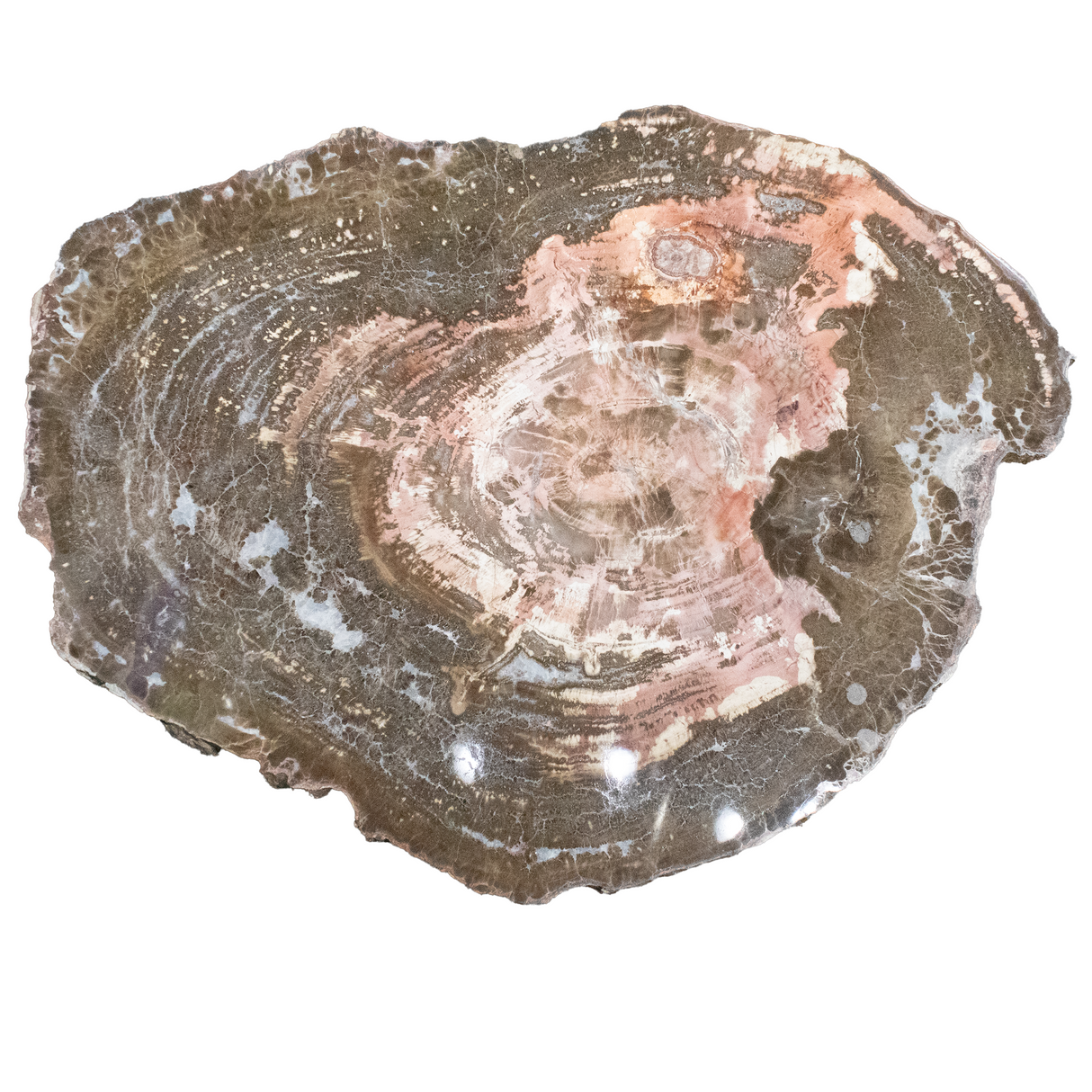 Arizona Petrified Wood Slice - Rare Pink & Browns Schilderia Wood