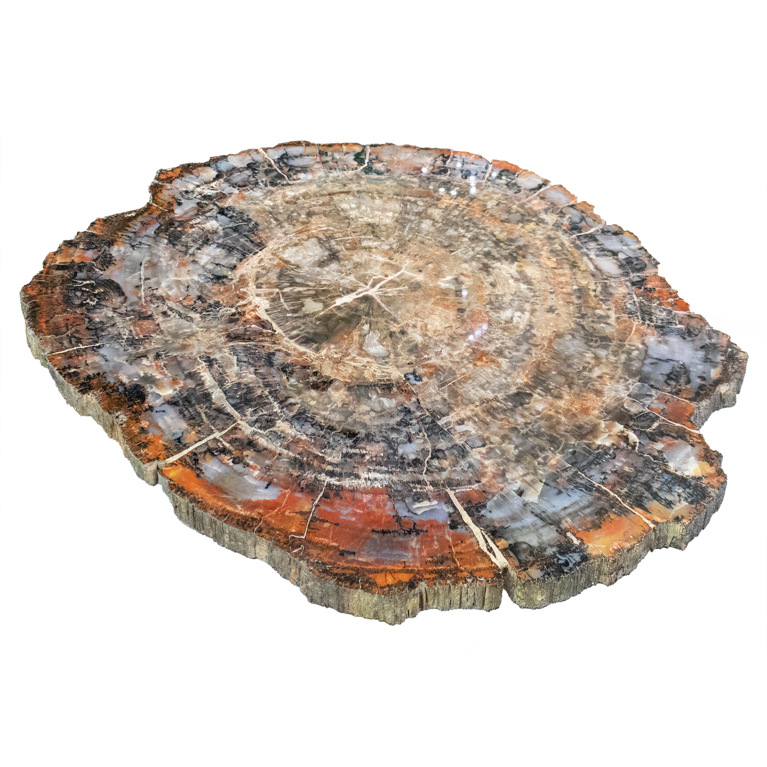 Arizona Petrified Wood Slice - Brecciated Browns & White