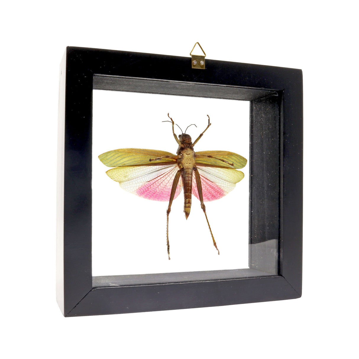 Small Grasshopper with Red & Purple Wings in Frame