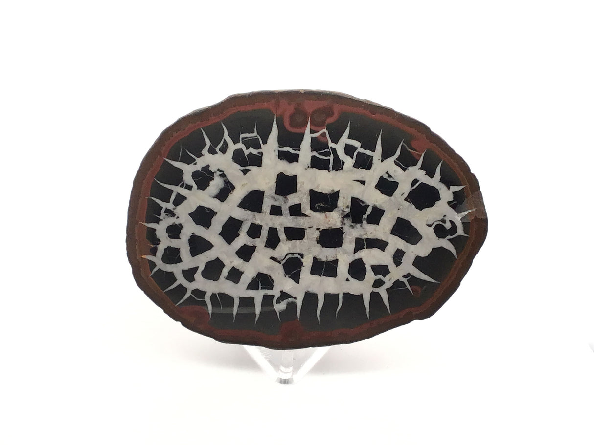 Septarian Nodule Slice on Lucite Stand