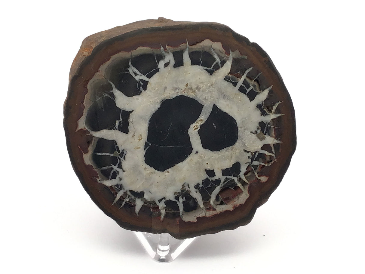 Septarian Nodule Slice on Lucite Stand