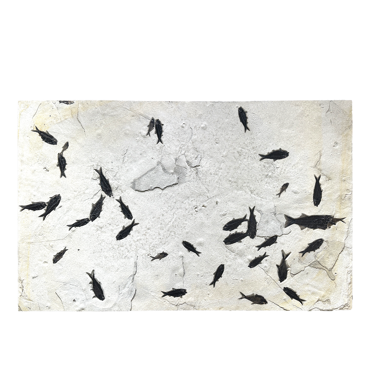 View of Wyoming Fish Panel - Mortality Plate due to Methane Gas Cloud with Aspiration on Right & Stomach Content in Fish