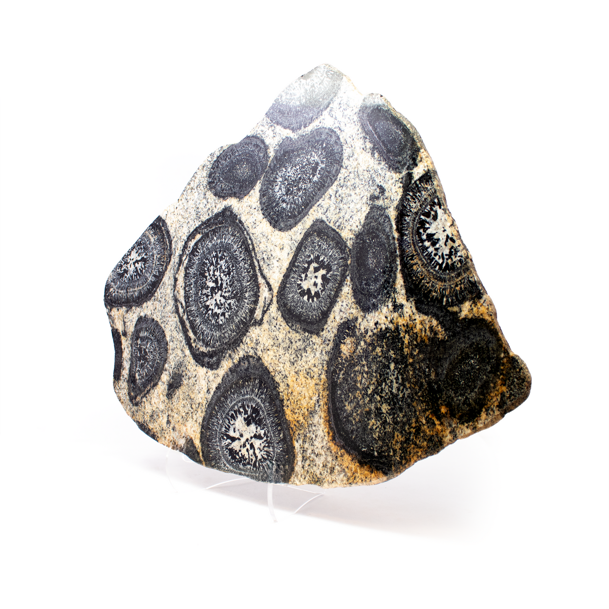 Orbicular Granite Slice