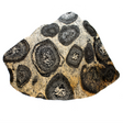 View of Orbicular Granite Slice