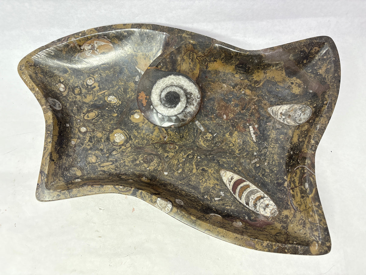 Ammonite & Orthoceras Fossil Bowl in Brown Seabed with Ammonite Feature