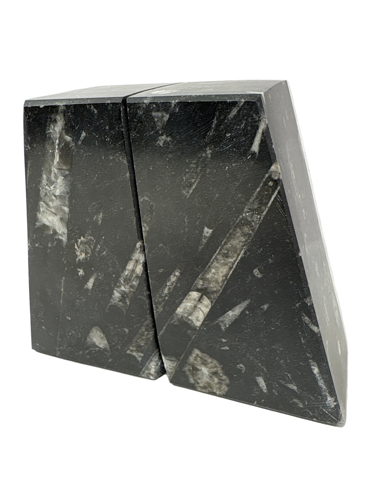 Ammonite and Orthoceras Fossil Bookends in Black Seabed - Trapezoid