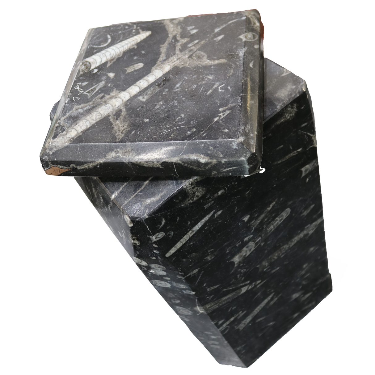 Orthoceras Fossil Seabed Vase With Lid