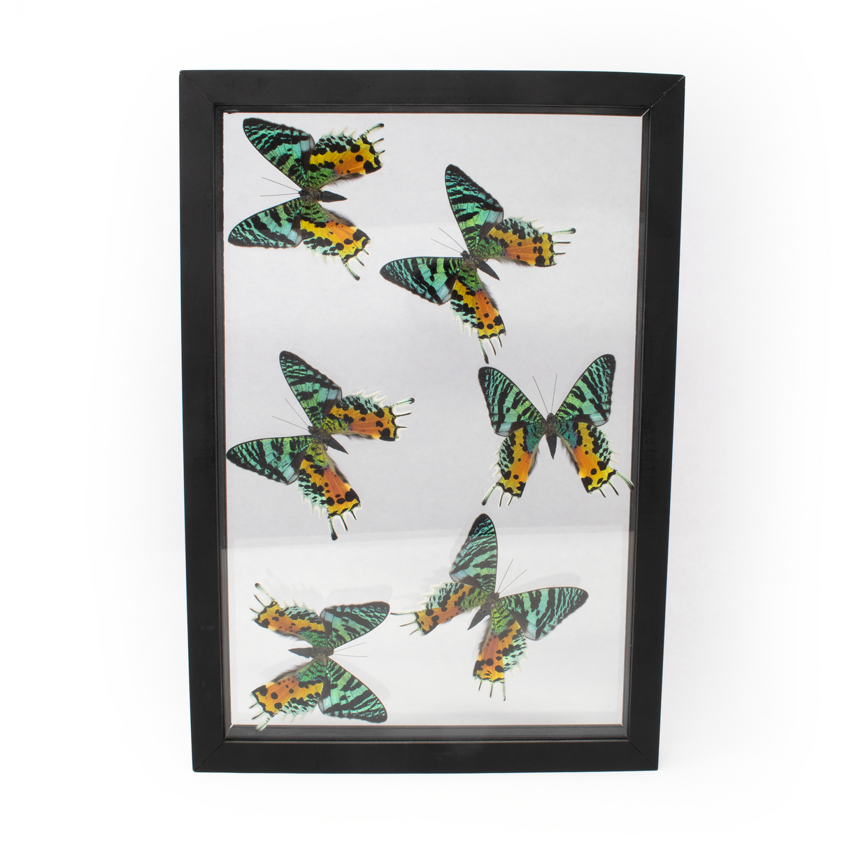 Uraniidae Sunset Moth 6 Count Frame