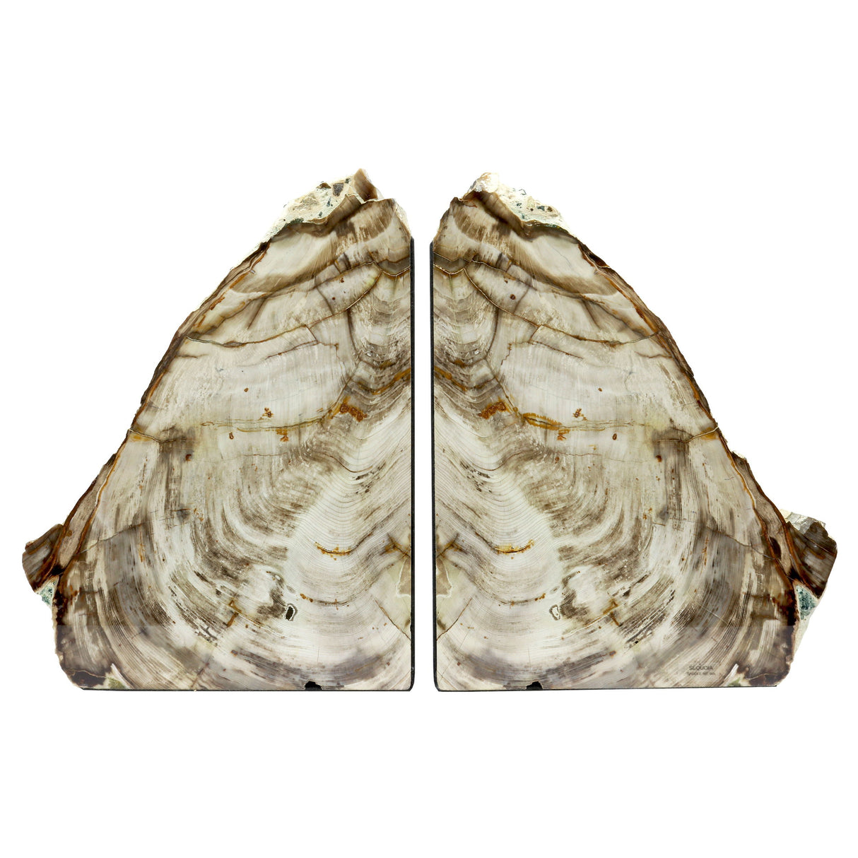 Saddle Mountain Washington Sequoia Petrified Wood Bookends