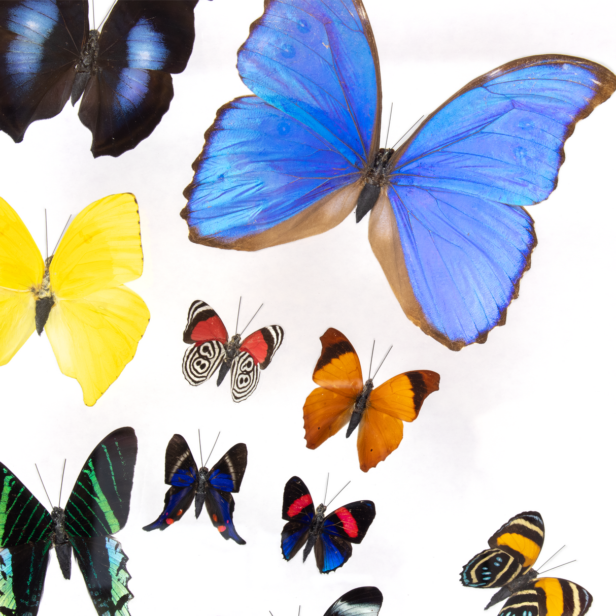 Butterfly Frame 14 Count Variety