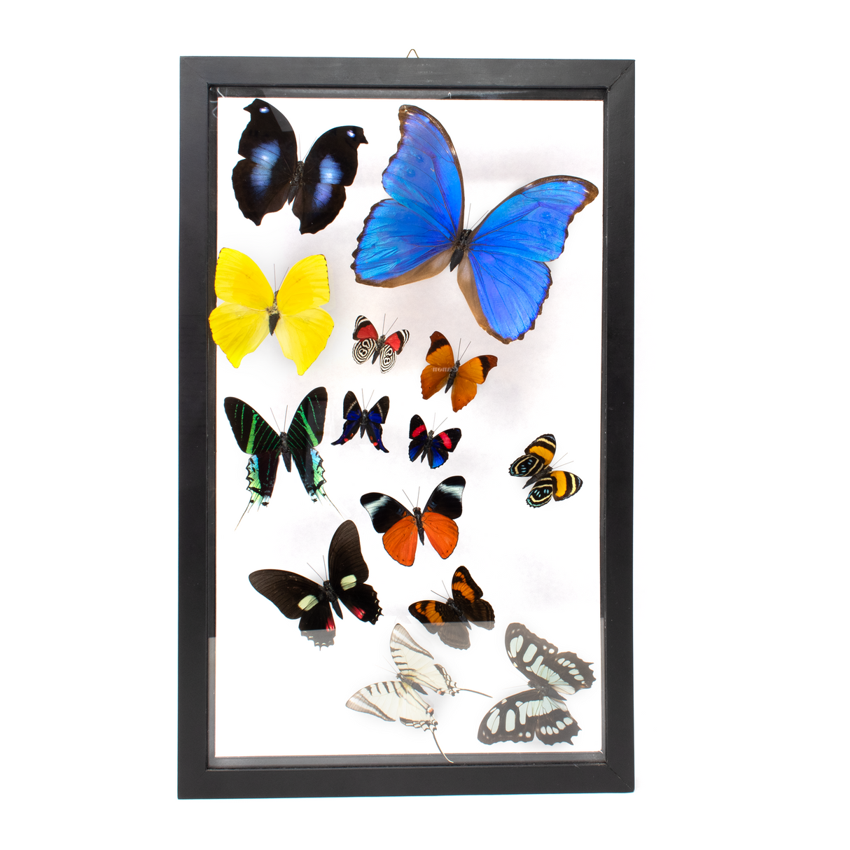 View of Butterfly Frame 14 Count Variety