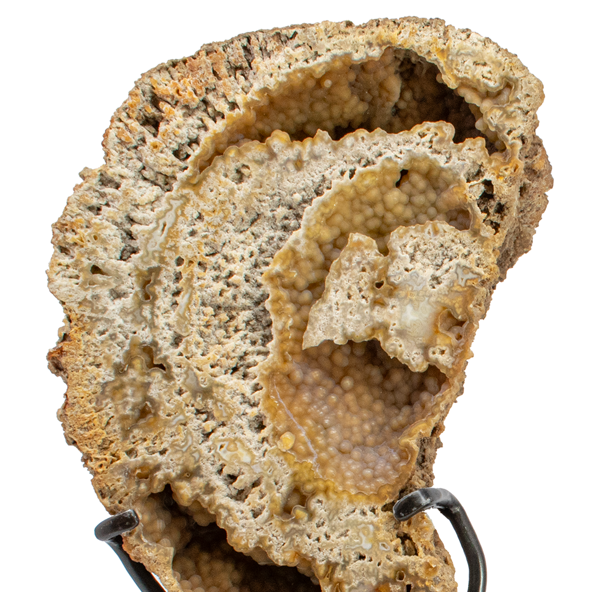 Agatized Fossilized Coral Head Pair In Custom Stand with Silde Open Design and Rotating Feature