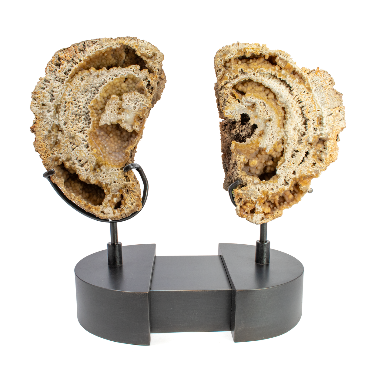 View of Agatized Fossilized Coral Head Pair In Custom Stand with Silde Open Design and Rotating Feature