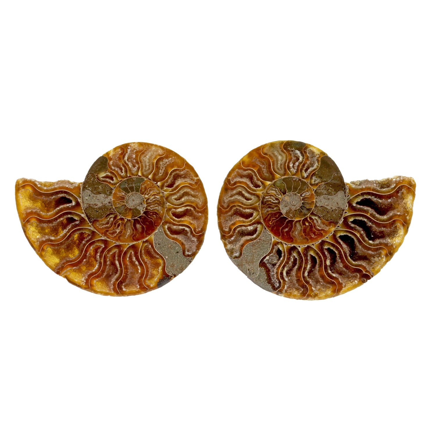 Ammonite Fossil Pair in Lucite Stands - Druze Cavities