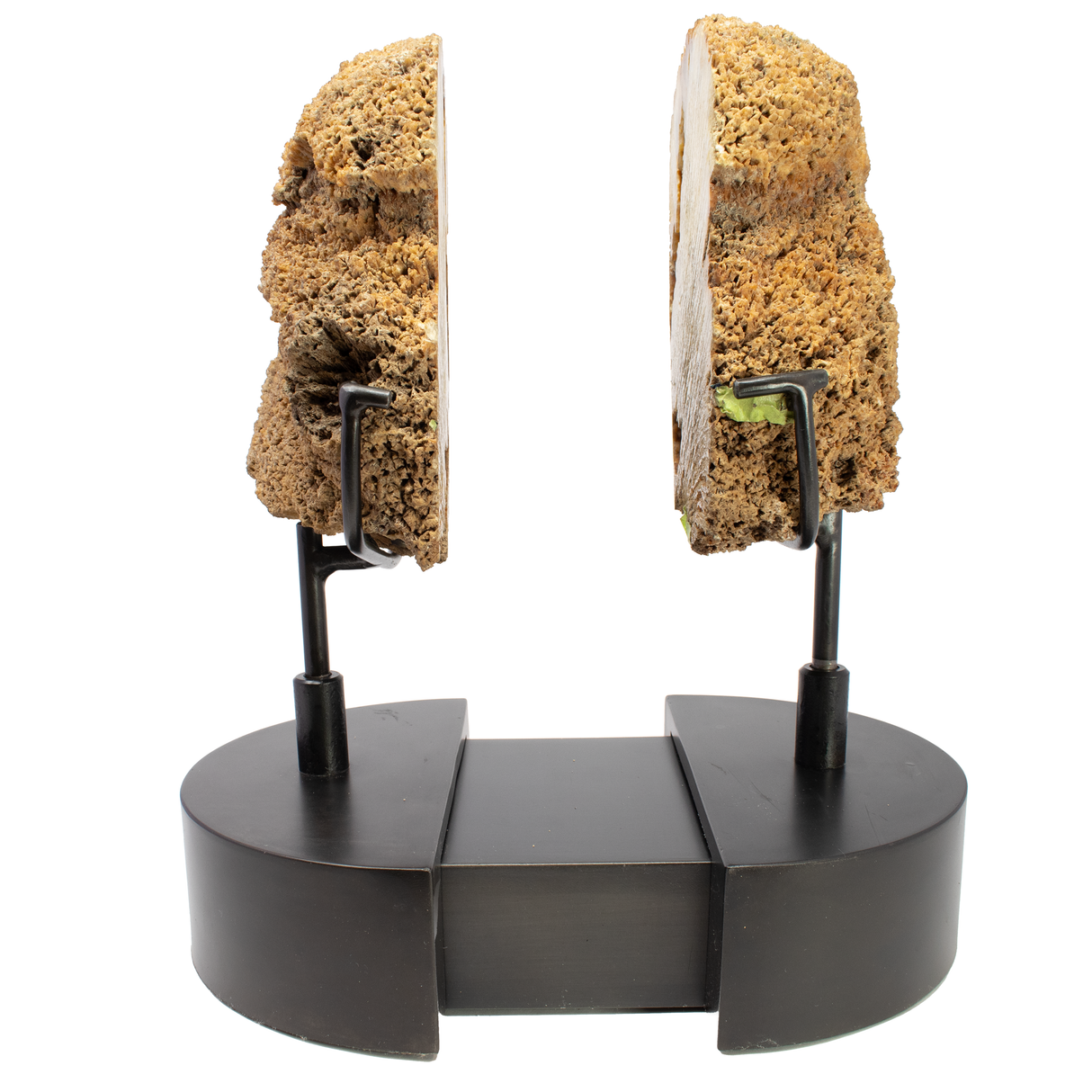 Agatized Fossilized Coral Head Pair In Custom Stand with Slide-Open Design and Rotating Feature