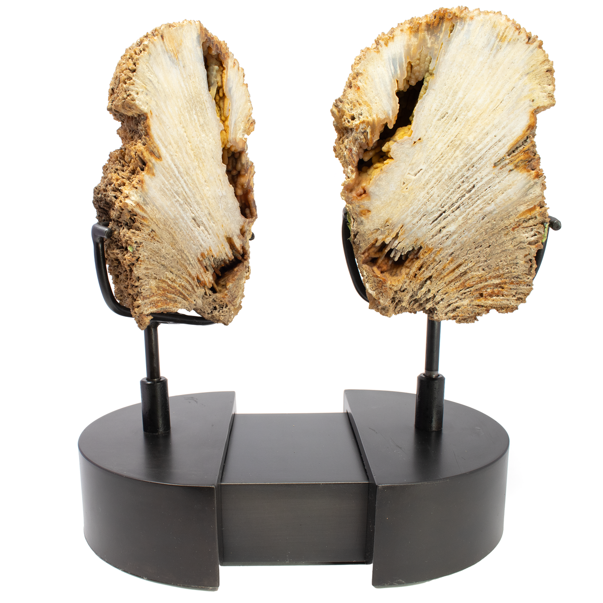 View of Agatized Fossilized Coral Head Pair In Custom Stand with Slide-Open Design and Rotating Feature