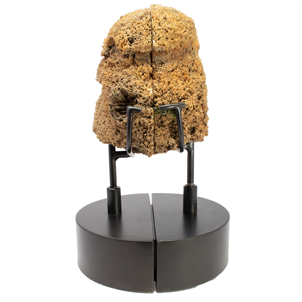 Agatized Fossilized Coral Head Pair In Custom Stand with Slide-Open Design and Rotating Feature