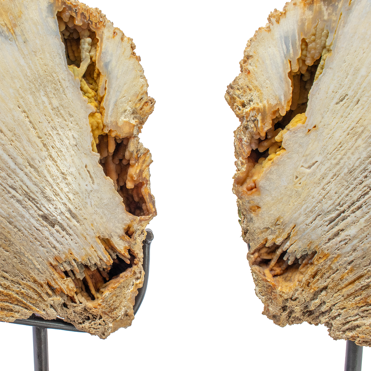 Agatized Fossilized Coral Head Pair In Custom Stand with Slide-Open Design and Rotating Feature